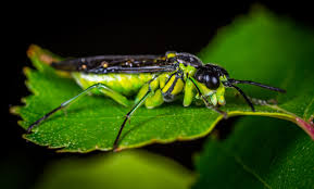 Testere sineği nedir? nerede yaşarlar? nasıl beslenirler?