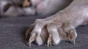hayvanların parmak izleri var mı? hayvanların parmak izi fonksiyonu