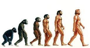 insan evrimi ve evrimin zaman çizelgesi, insanlar nasıl evrim geçirdi?