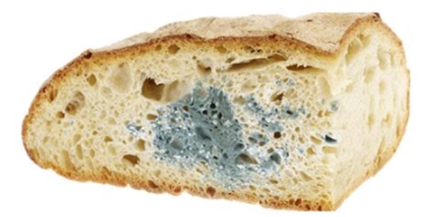 küflü ekmeğin küfü temizlenince yenilir mi? küflü ekmek zararlı mı?