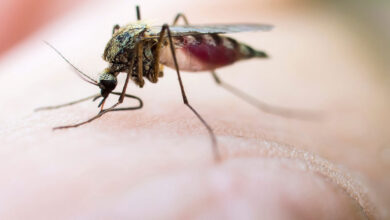 sivrisinekler neden başımızın üstünde dönerek uçarlar?