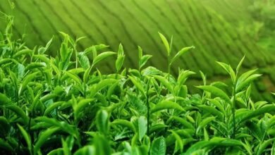 Çay Tarımı ve İşleme Teknolojisi DGS Geçiş Bölümleri nelerdir?