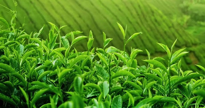 Çay Tarımı ve İşleme Teknolojisi DGS Geçiş Bölümleri nelerdir?