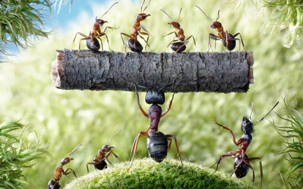 Karıncalar Ne Yer? Karıncalar nasıl beslenir?