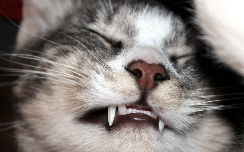 Kedilerin Dişleri Ne Zaman Çıkar