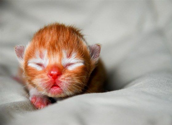 Yavru Kedilerin Gözleri Ne Zaman Açılır? 