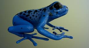 mavi zehirli ok kurbağası nerede yaşar? mavi zehirli ok kurbağası zehri