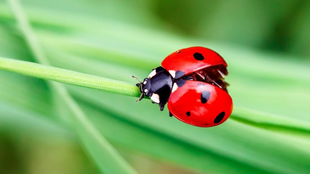 uğur böcekleri neden kırmızı? uğur böcekleri evrimi nasıldır?
