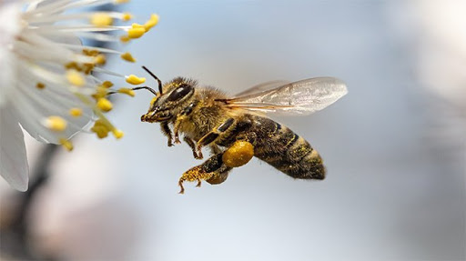 Bal Arıları Çam Balını Nasıl Üretiyor Çam Balı Faydaları Nelerdir