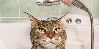 Kediler Neden Suyu Sevmez Kaplanlar Neden Suyu Sever