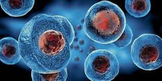 Kök Hücre Nakli Nedir Kök Hücre Nakli Nasıl Yapılır Kök Hücre Tedavisi