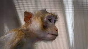 Maymunlar Başka Türlerle Nasıl İletişim Kuruyor Maymun Aksanı