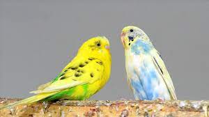 Muhabbet Kuşu Nedir Muhabbet Kuşu Nasıl Konuşturuluyor Yöntemleri