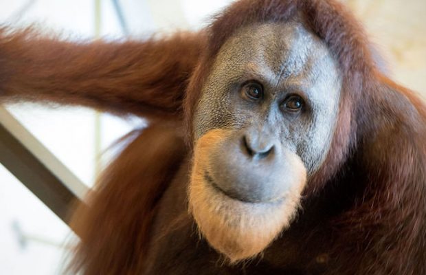 Orangutan Rocky İnsanlarla Konuşuyor Rocky Nasıl İletişim Kuruyor