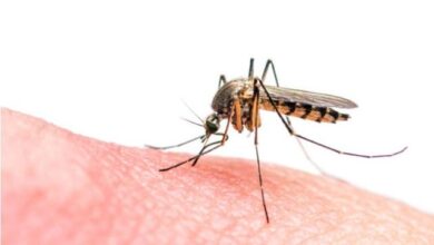 Sivrisinek Direnci Nedir Sivrisineklerin Sevdiği Kan Grupları