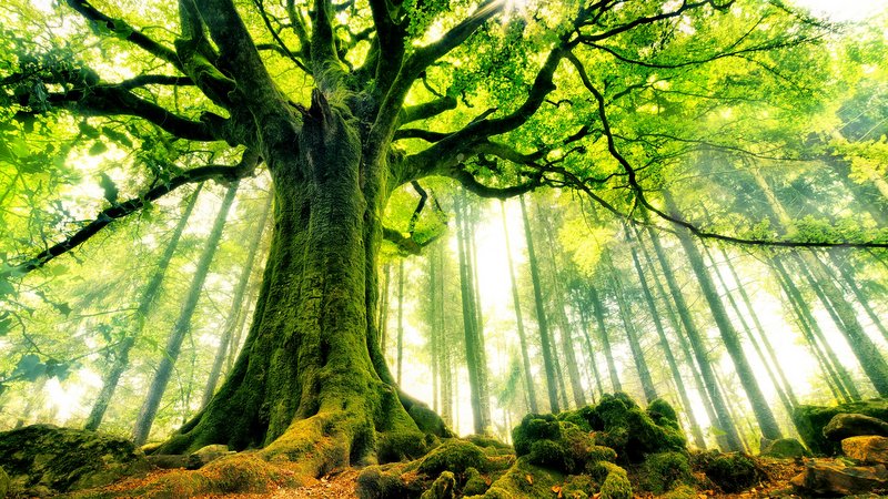 Ağaçların insan sağlığına bilinmeyen faydaları nelerdir