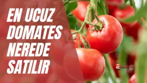 Uygun fiyatlı ucuz domates bulmak mümkün. Hal pazarları, üretici satış