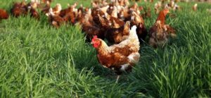 Gezen tavuk yetiştiriciliği konusunda öncü bir platform, Ataks tavuğu ve