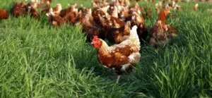 Gezen tavuk yetiştiriciliği konusunda öncü bir platform, Ataks tavuğu ve