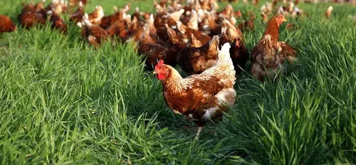 Gezen tavuk yetiştiriciliği konusunda öncü bir platform, Ataks tavuğu ve