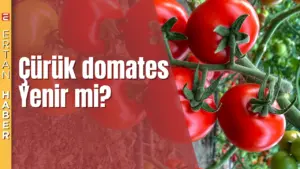 Domatesin yarısı çürümüşse diğer yarısını tüketmek sağlık açısından risklidir. Çürüme