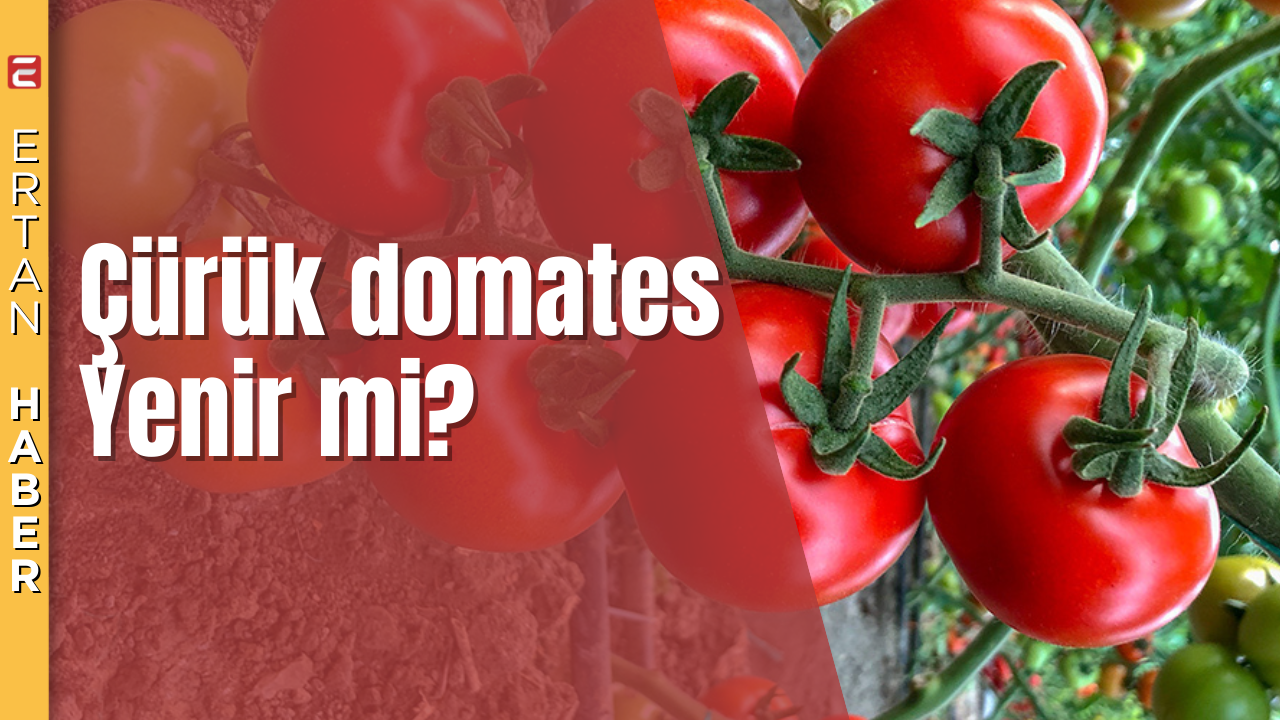 Domatesin yarısı çürümüşse diğer yarısını tüketmek sağlık açısından risklidir. Çürüme