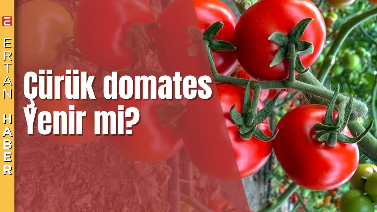 Domatesin yarısı çürümüşse diğer yarısını tüketmek sağlık açısından risklidir. Çürüme