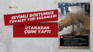 Bir AVM’nin zemininde çekilen bu kare, sadece bir köpeğin değil,