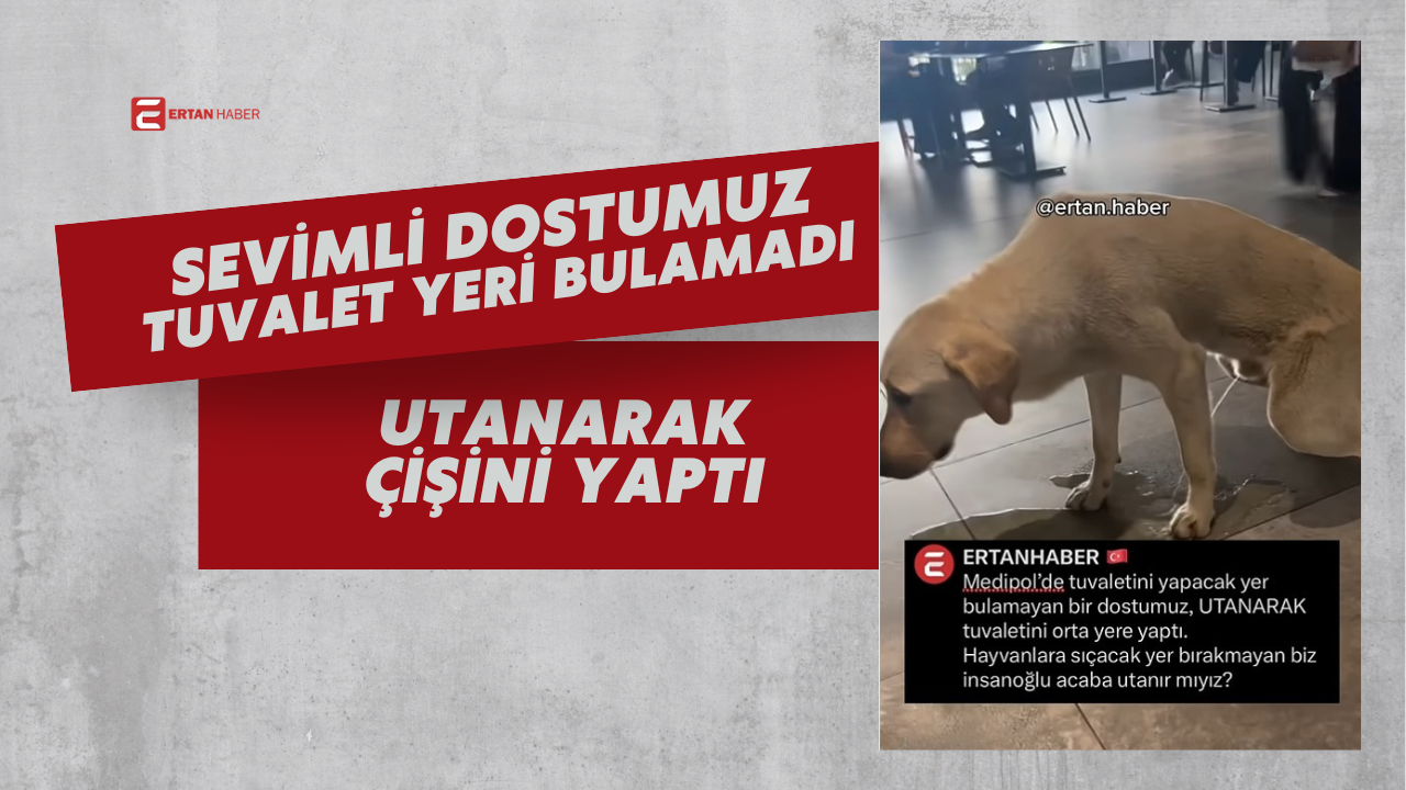 Bir AVM’nin zemininde çekilen bu kare, sadece bir köpeğin değil,
