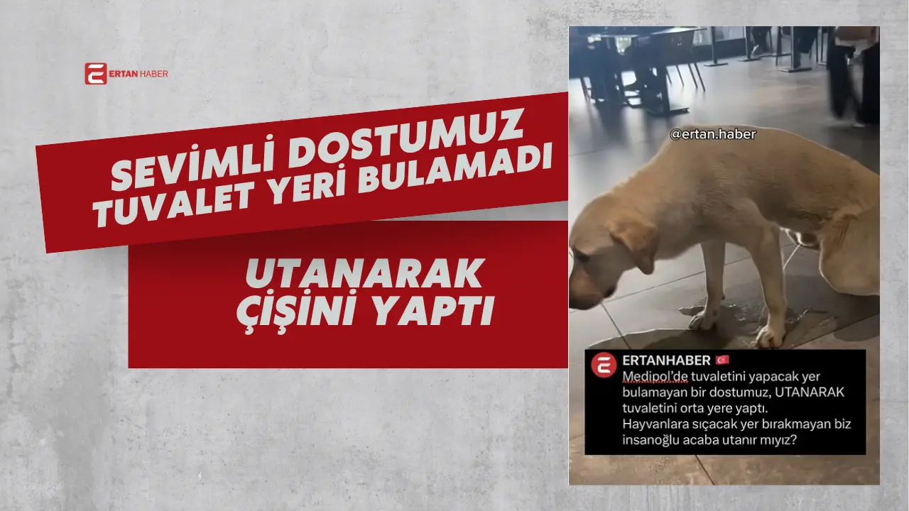Bir AVM’nin zemininde çekilen bu kare, sadece bir köpeğin değil,