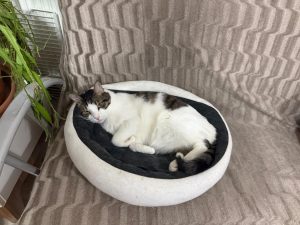 Evin sevimli kahramanları Gofret ve Sürmeli, bugün gece saat 01.30