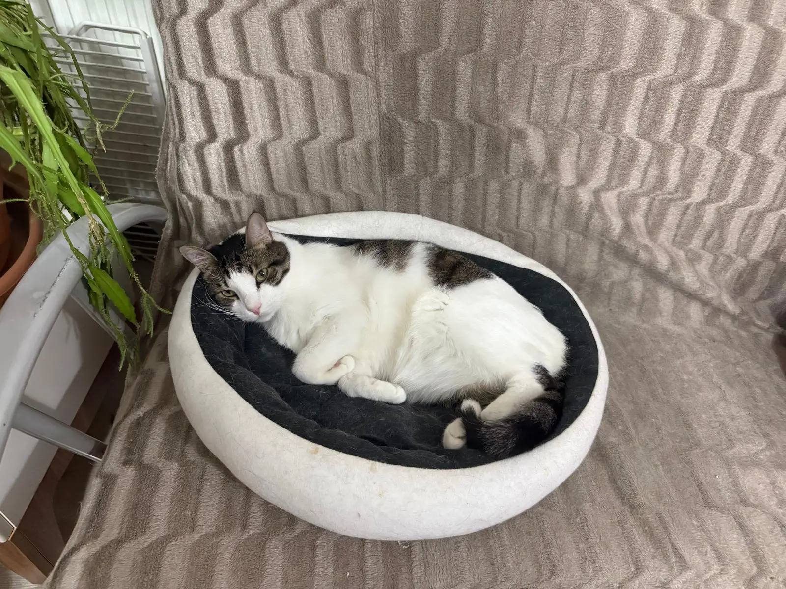 Evin sevimli kahramanları Gofret ve Sürmeli, bugün gece saat 01.30