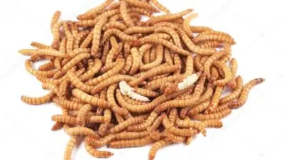 Evcil hayvanlarınızın sağlıklı ve uzun bir yaşam sürmesi için doğru