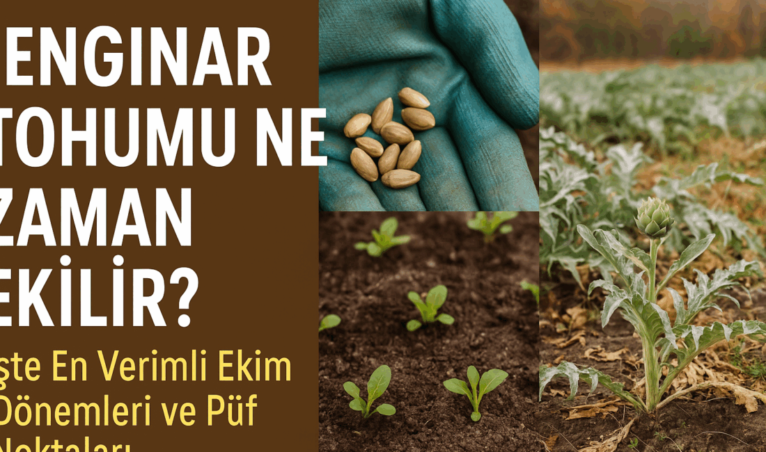 Enginar Tohumu Ne Zaman Ekilir? İşte En Verimli Ekim Dönemleri Enginar tohumu ekimi için en uygun dönem Şubat-Mart ve Ağustos-Eylül