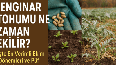 Enginar tohumu ekimi için en uygun dönem Şubat-Mart ve Ağustos-Eylül