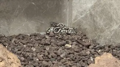 Konya’da yapılan bir asayiş kontrolü sırasında bir kişinin cebinde yavru