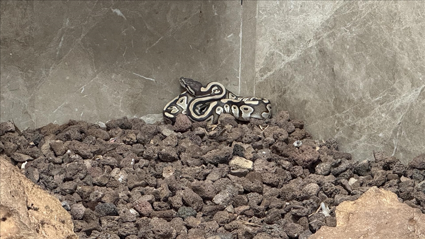 Konya’da yapılan bir asayiş kontrolü sırasında bir kişinin cebinde yavru