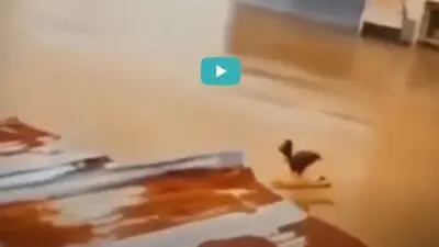 Sel sularına kapılan Wilson isimli horoz ve sahibinin çaresiz çığlıkları