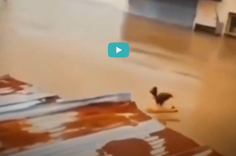 Sel sularına kapılan Wilson isimli horoz ve sahibinin çaresiz çığlıkları