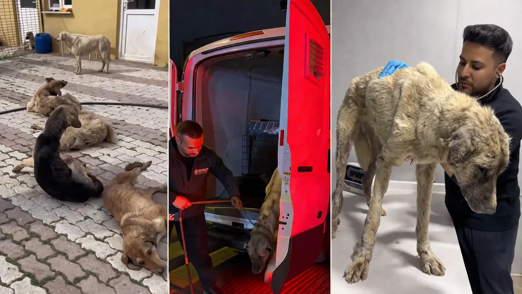 Bozüyük barınağındaki kötü koşullar tepkilere yol açtı. 10 köpek kurtarıldı,