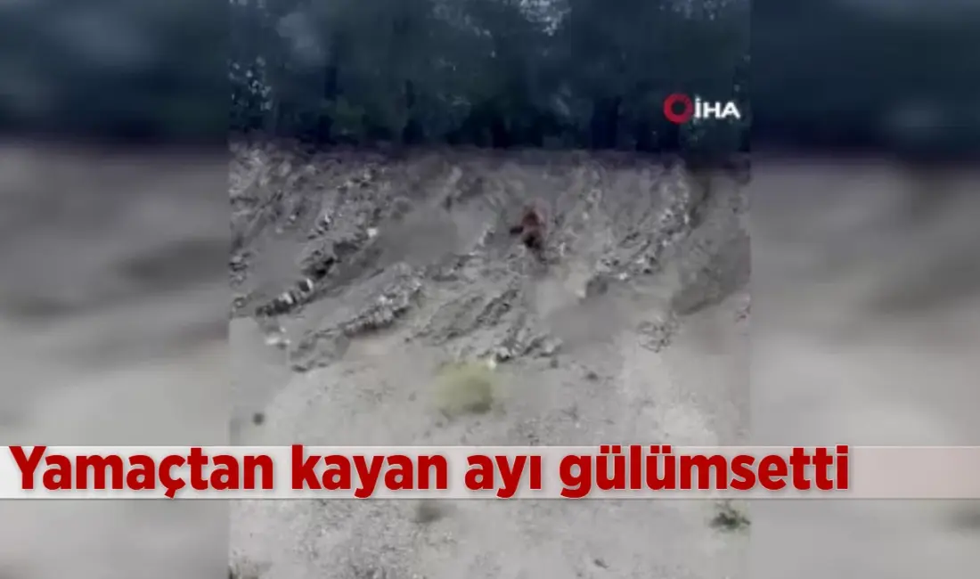 Bilecik’te ormana girmeye çalışan ayının yamaca tırmanma çabası izleyenleri gülümsetti.