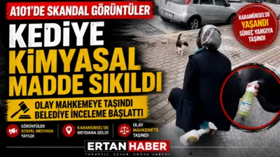 Karamürsel’de kedinin yüzüne kimyasal sıkan market çalışanı gözaltına alındı, olay