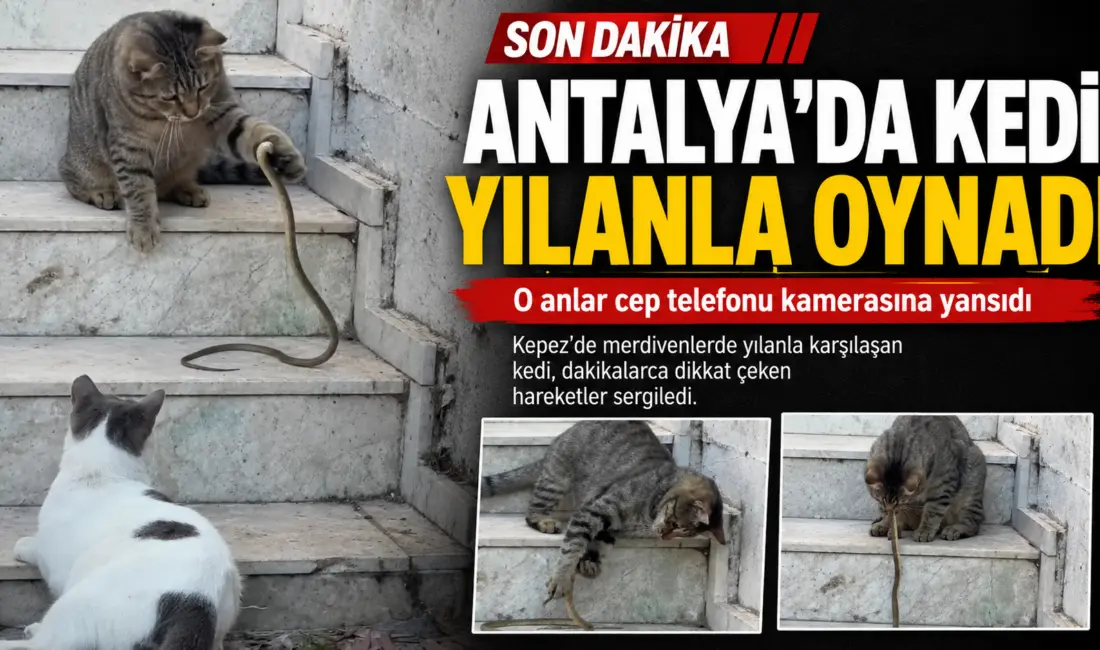Antalya’da bir kedi, karşılaştığı yılanla dakikalarca oynadı. O anlar kameraya