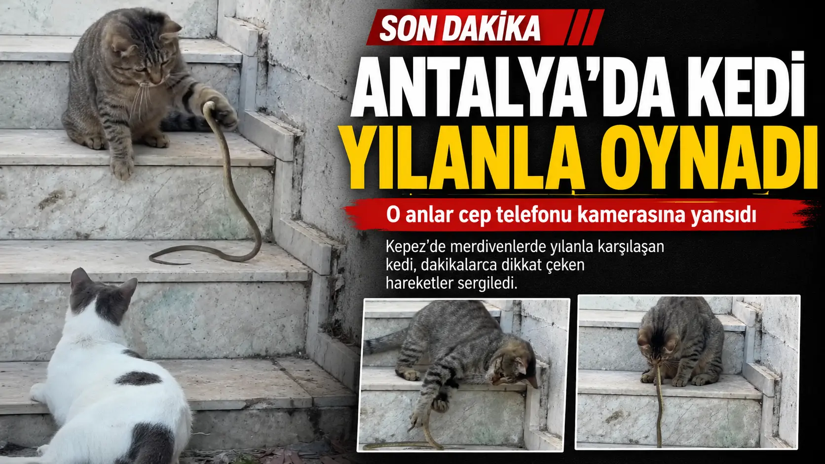 Antalya’da bir kedi, karşılaştığı yılanla dakikalarca oynadı. O anlar kameraya