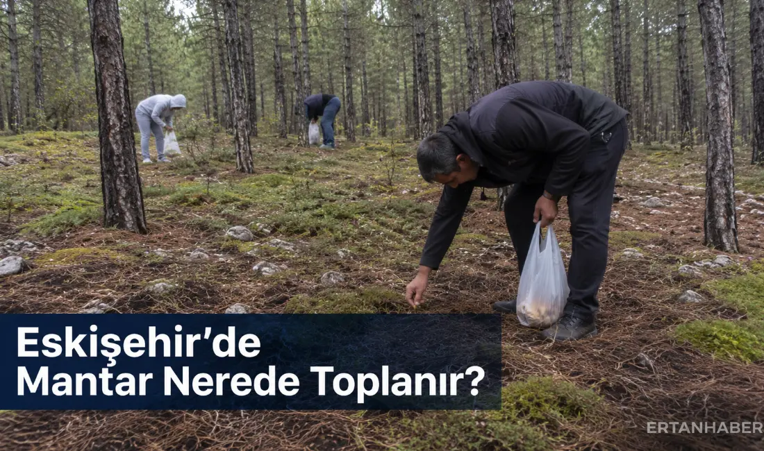 Eskişehir’de sonbahar yağışlarının başlamasıyla birlikte doğada mantar arayanların sayısı artıyor.